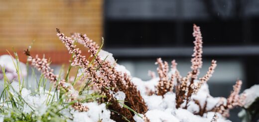 calluna flowers on snowy street